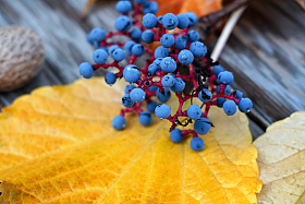 爬山虎的果实照片
