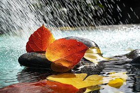 雨水里的红叶图片
