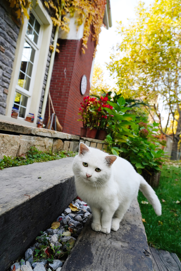 私家花园里的猫