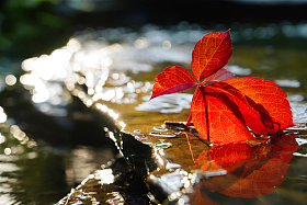 阳光下池塘中的爬山虎图片