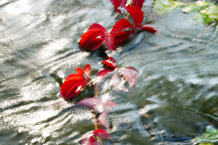 垂入水中的红色爬山虎照片 垂入水中的红色爬山虎照片