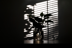 逆光拍摄的窗户下面的绿色植物