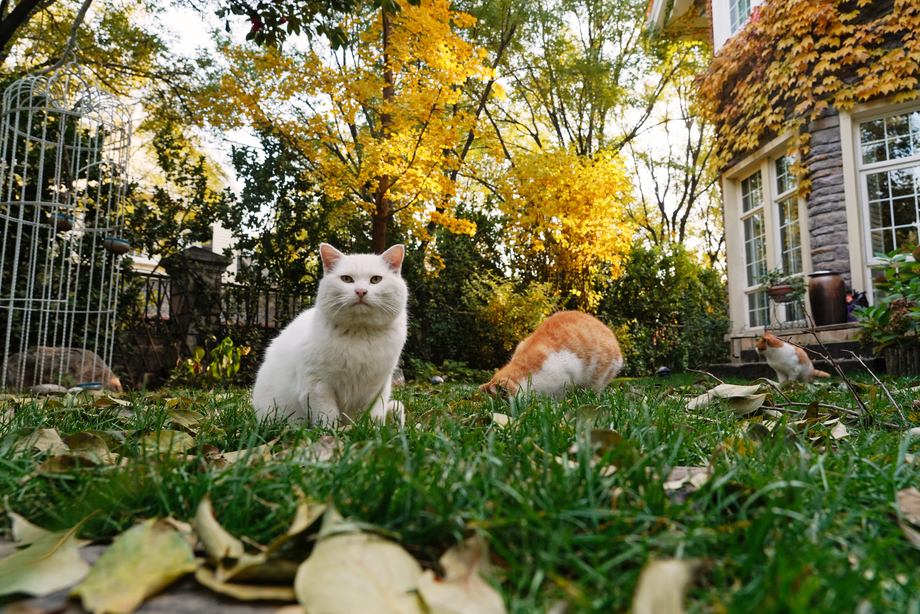 私家别墅的庭院里的猫 私家别墅的庭院里的猫