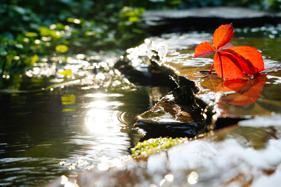阳光下的池塘 阳光下的池塘