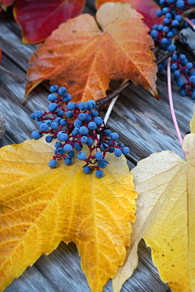 爬山虎的果实图片
