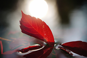 水中的红色爬山虎图片