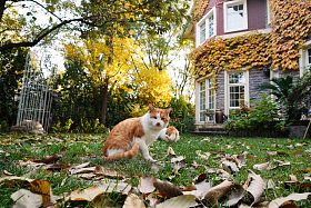 私家别墅的庭院里的猫