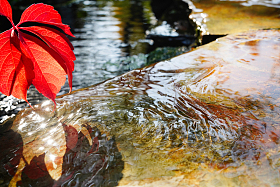 阳光下池塘中的爬山虎照片