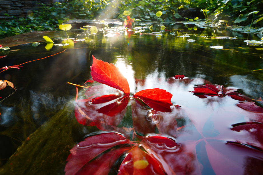 阳光下池塘中的红色爬山虎 阳光下池塘中的红色爬山虎