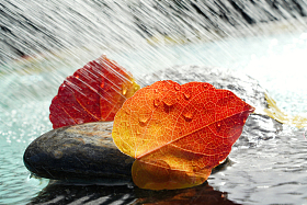 雨水里的红叶图片