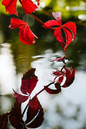 红色爬山虎垂入水中照片