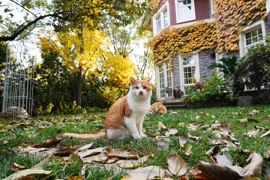 私家别墅的庭院里的猫图片