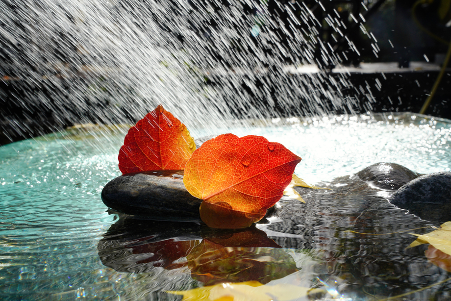 雨水里的红叶照片 雨水里的红叶照片