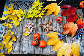 秋天丰收的果实图片