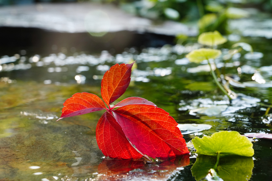 阳光下的池塘 阳光下的池塘