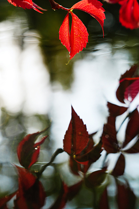 红色爬山虎映在水中的倒影图片