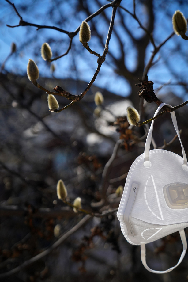 悬挂在树枝上的口罩图片 悬挂在树枝上的口罩图片