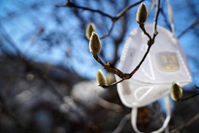 悬挂在树枝上的口罩