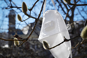 悬挂在树枝上的口罩图片
