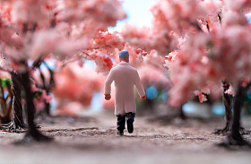 樱花树下的医护人员图片