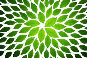 绿色的茶叶图片