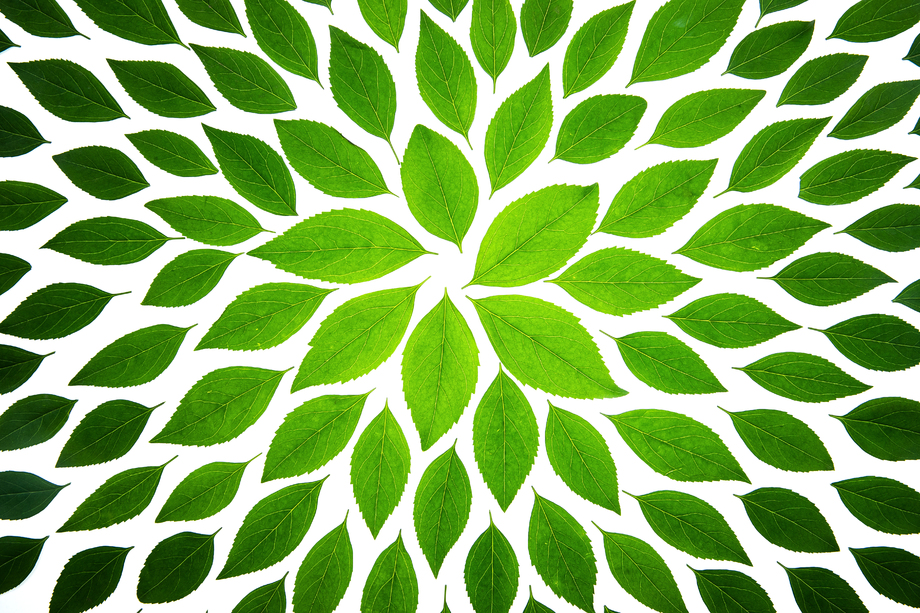 绿色的茶叶图片
