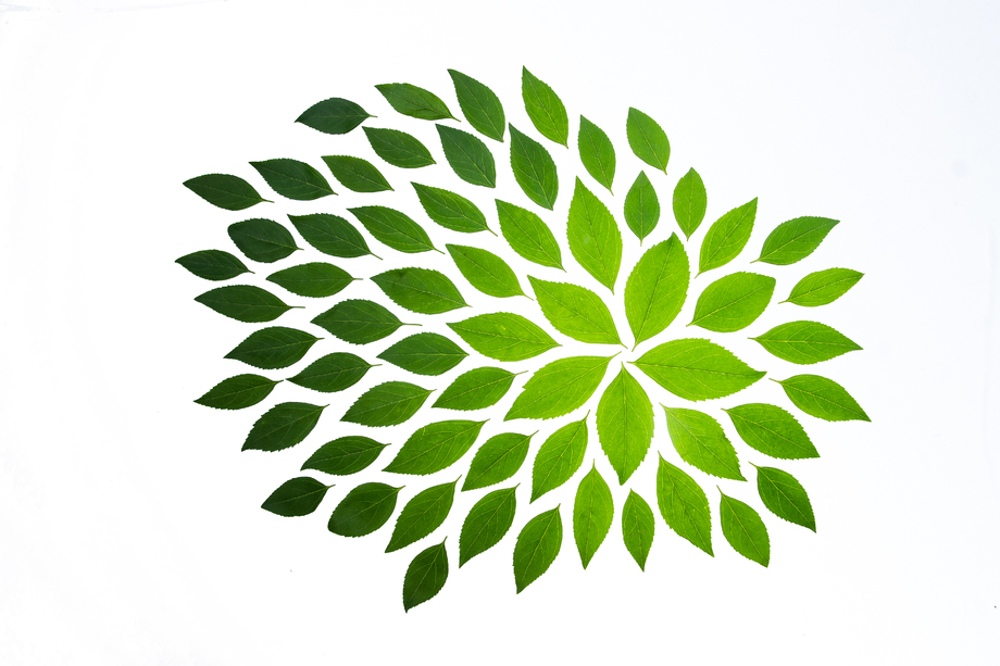 绿色的茶叶 绿色的茶叶