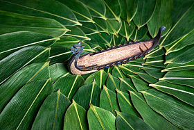 粽叶和龙舟图片