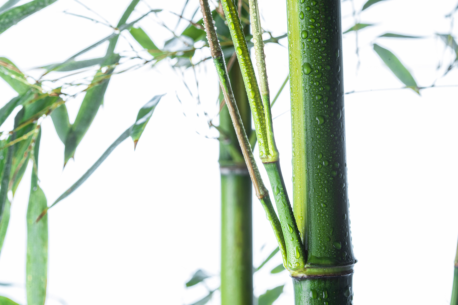 竹子 竹子