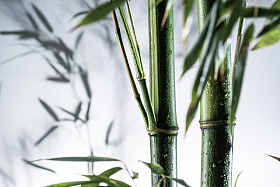 雾色中的竹林图片