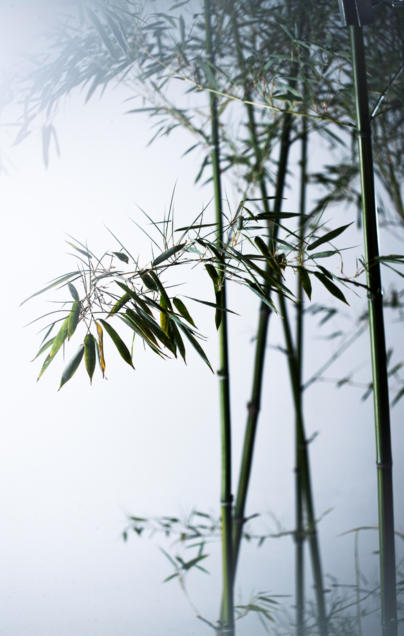 雾色中的竹林 雾色中的竹林