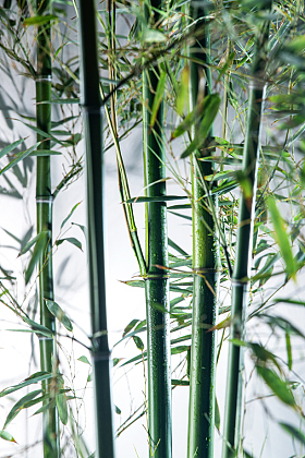 雾色中的竹林图片