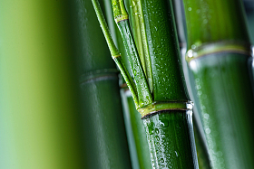 竹子