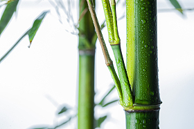 竹子图片