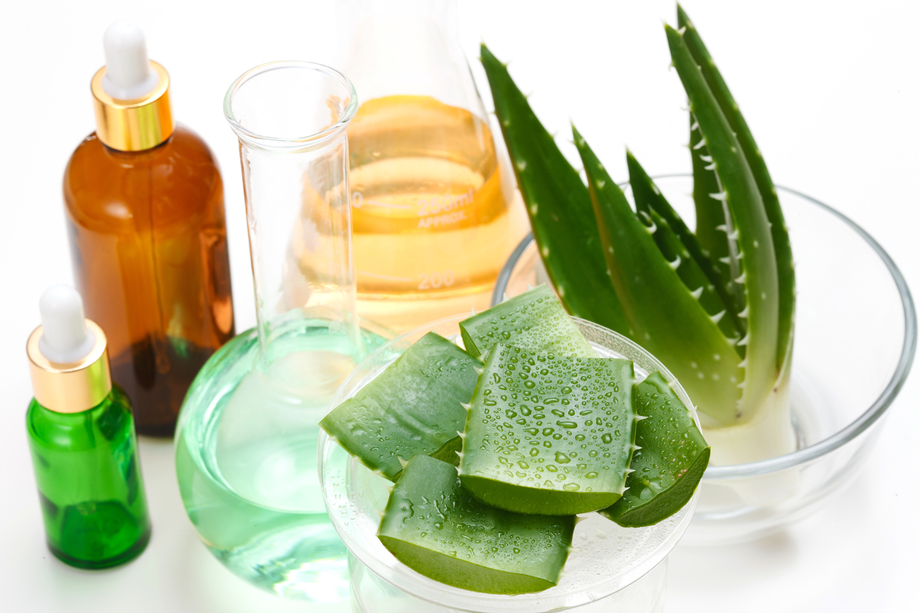 科学试验芦荟 科学试验芦荟