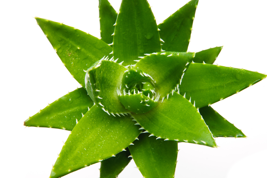 清新芦荟 清新芦荟