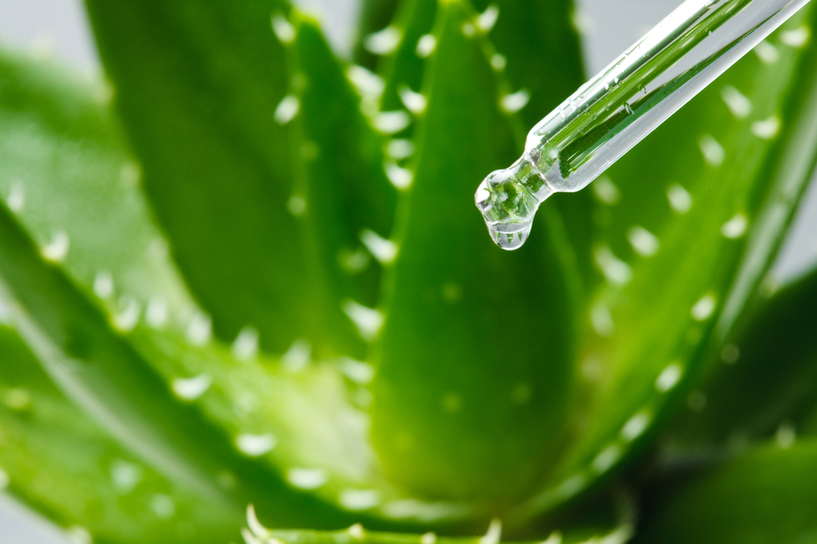 科学试验芦荟 科学试验芦荟