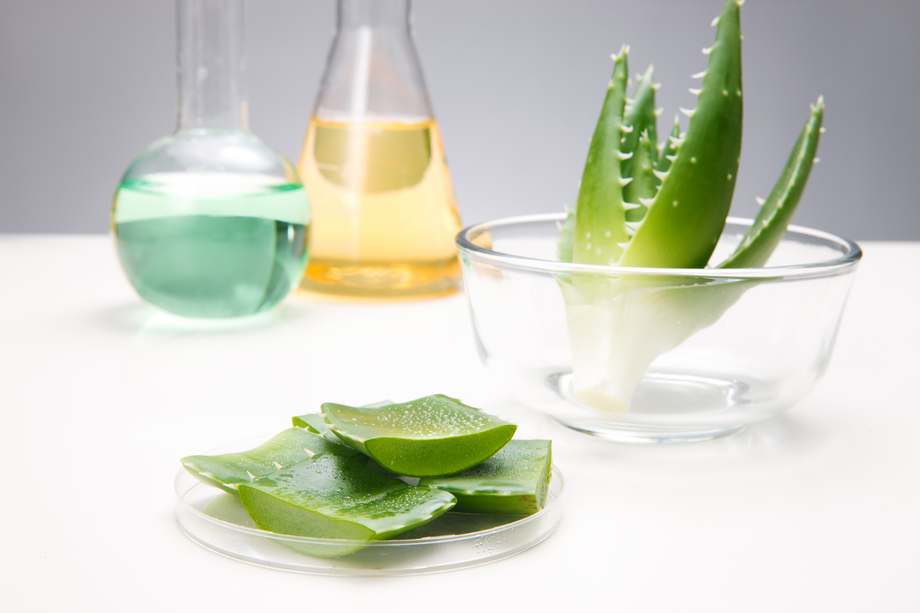 科学试验芦荟 科学试验芦荟