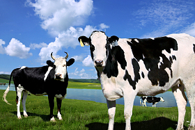 内蒙古阿尔山伊敏河风光照片