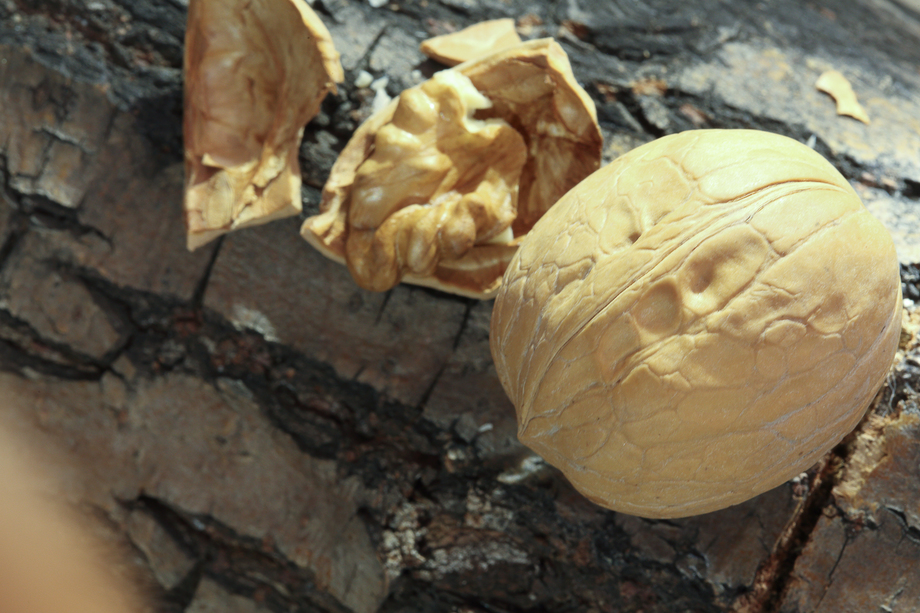 静物核桃核桃仁图片 静物核桃核桃仁图片