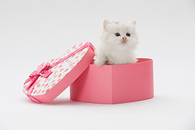 小猫图片