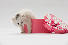 小猫图片