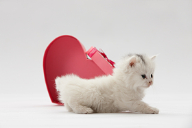 小猫图片