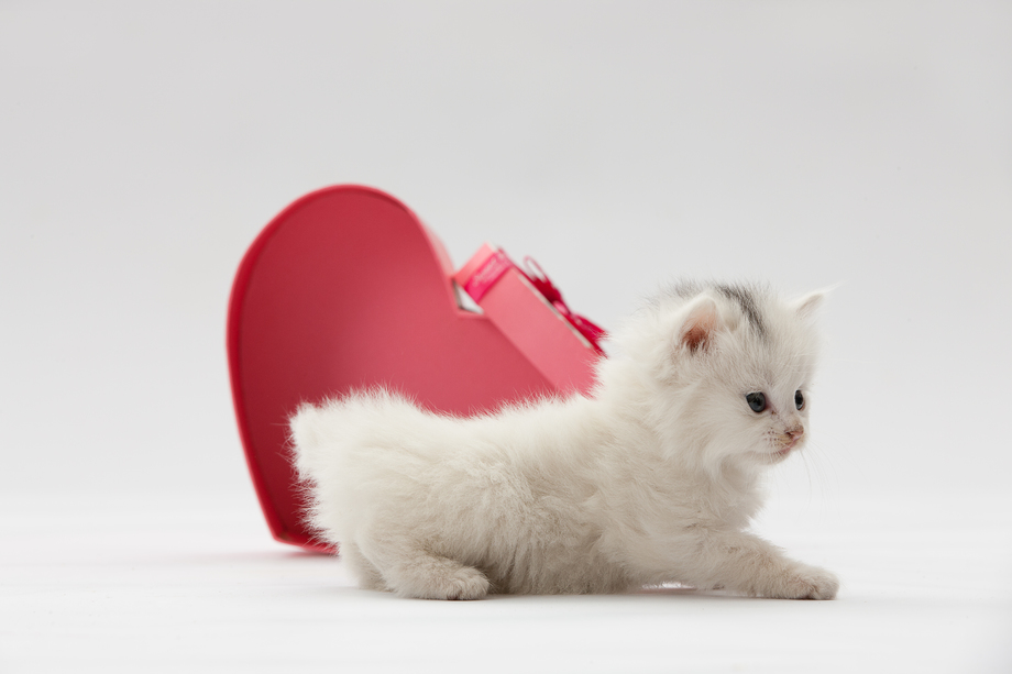 小猫图片 小猫图片