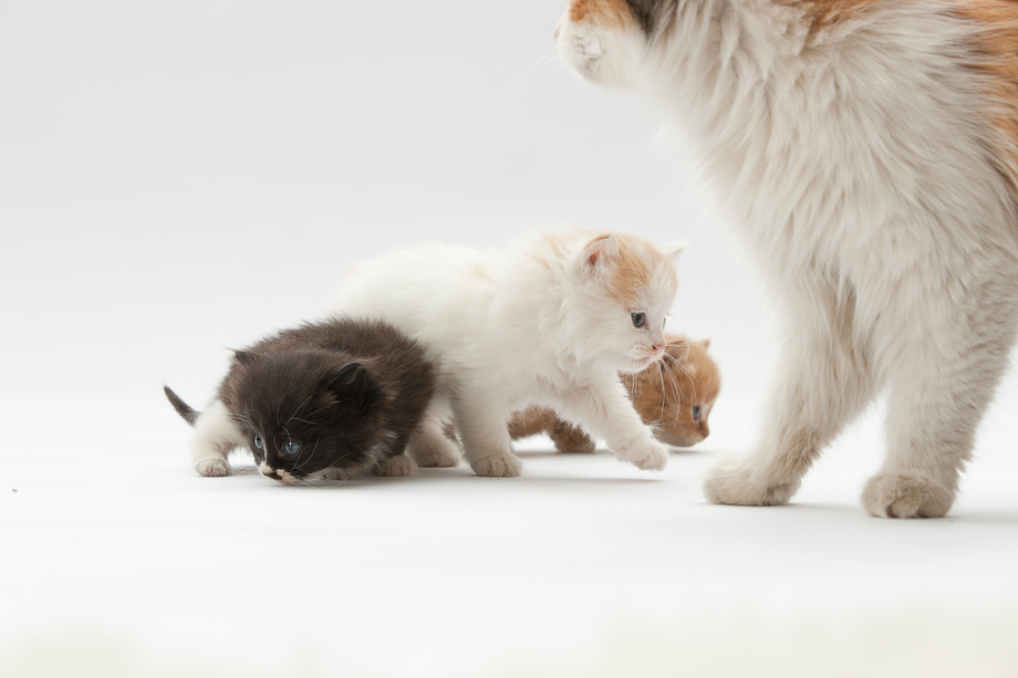 小猫图片 小猫图片