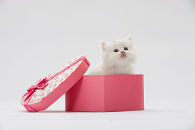 小猫