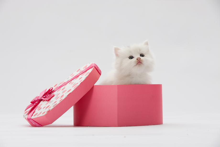 小猫
