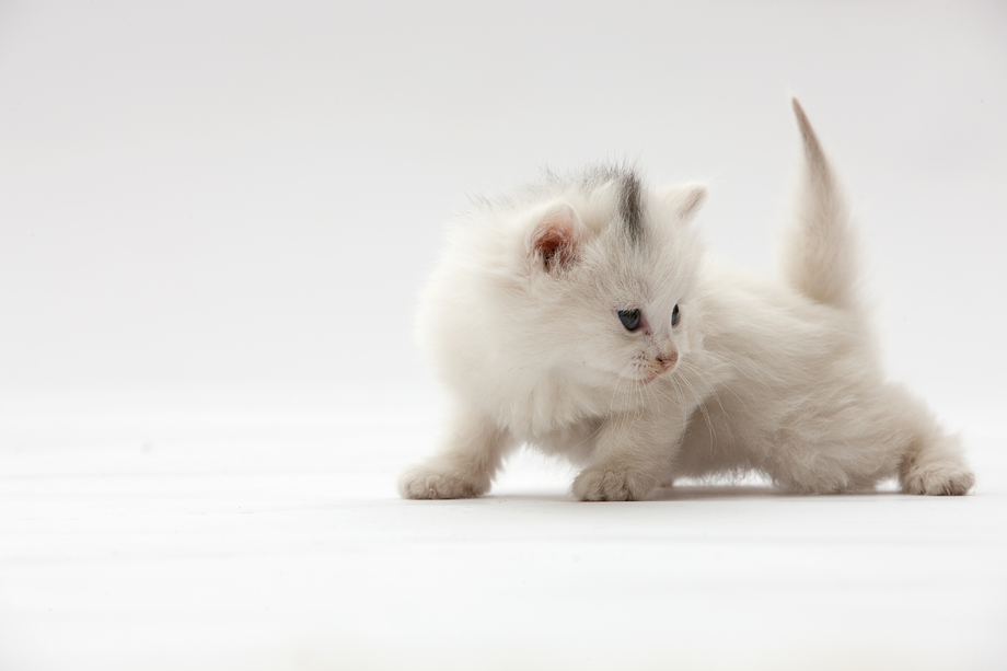 小猫图片