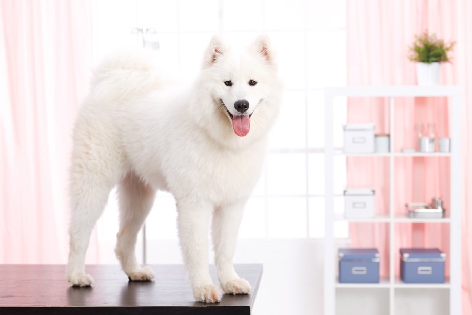 狗照片 狗照片