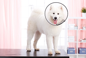 狗